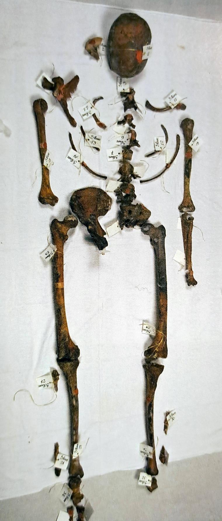 Foto van de relieken van Sint-Rombout: stukken van een skelet neergelegd op een wit laken met bovenaan de schedel.